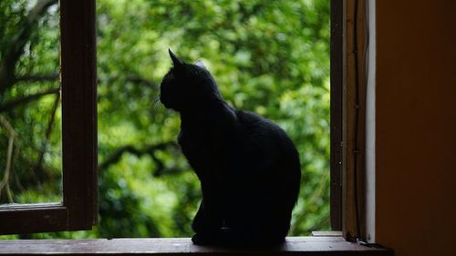 Black cat looking through window