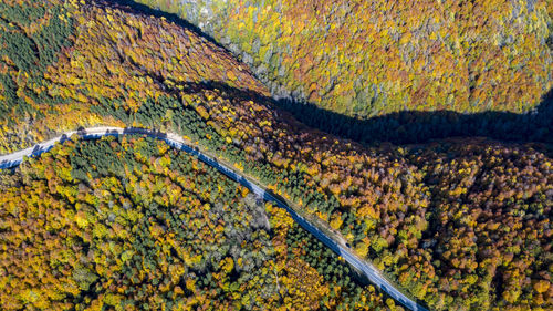High angle view of yellow autumn trees