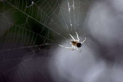 Close-up of spider on web