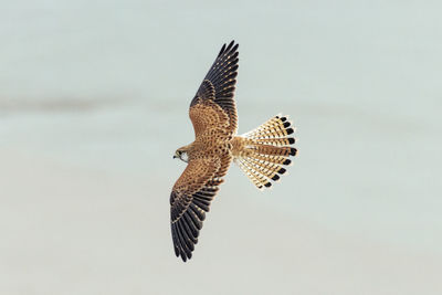 Low angle view of bird flying against sky