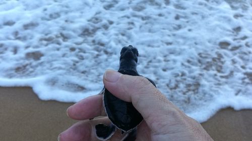 Cropped image of hand holding turtle at beach