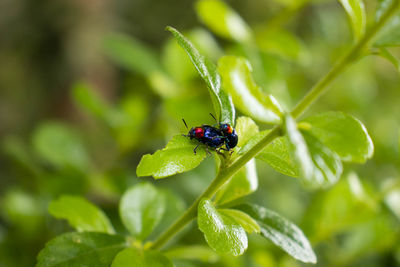 The breeding of insects in the bushes.