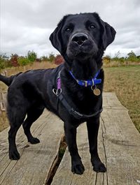 Portrait of black dog