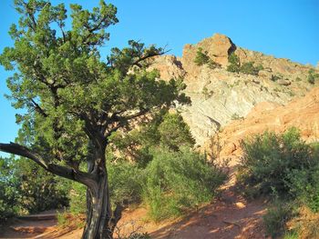 Trees on landscape against clear blue sky