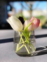 Close-up of tulip in vase on table