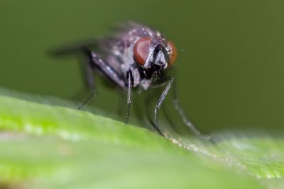 Close up fly