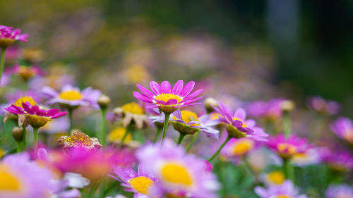 Close-up of pink flowers