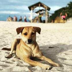 Dog relaxing on beach