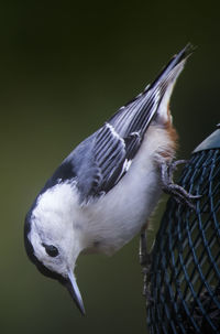 Close-up of bird flying