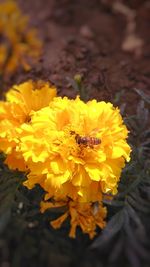 Close-up of insect on yellow flower