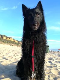 Portrait of dog on beach