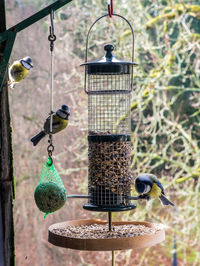 Birds perching on a bird feeder