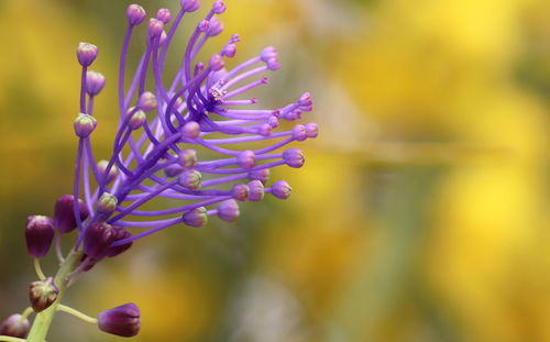 Close-up of purple flowering plant