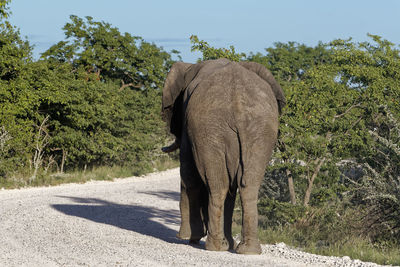 View of elephant on road amidst trees