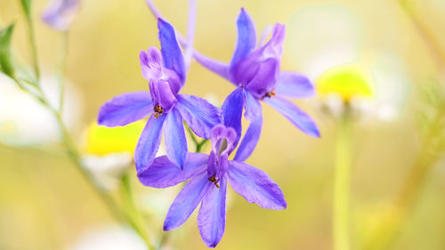 Close-up of purple flower