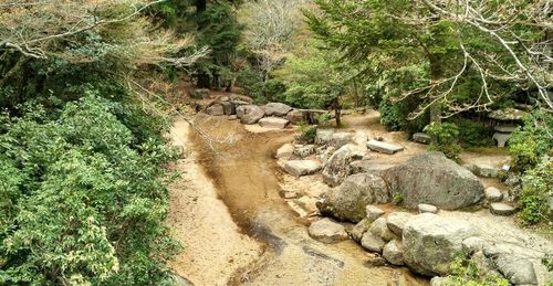 View of rocks in forest