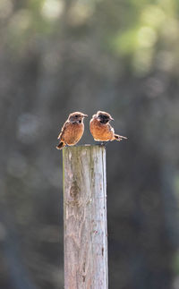 Close-up of bird perching on wood