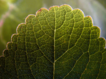 Close-up of green leaf