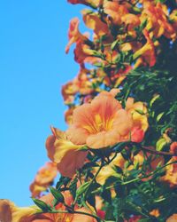 Low angle view of hibiscus flowers and buds growing against clear blue sky