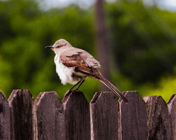 Bird perching on wooden post