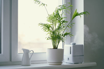 Close-up of potted plant on table at home