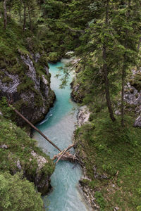 High angle view of river flowing amidst trees in forest