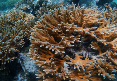 Close-up of coral in sea