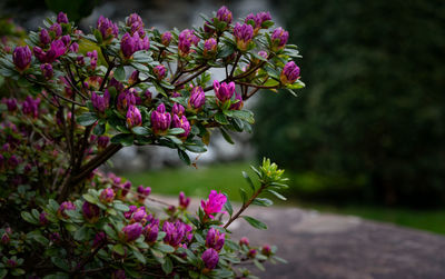 Close-up of pink flowering plant