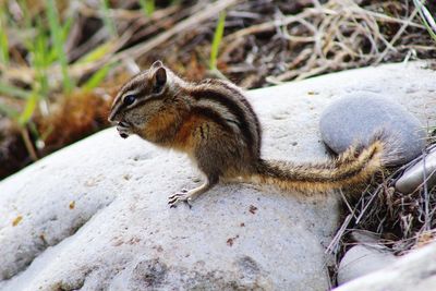 Close-up of squirrel