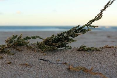 Close-up of beach against clear sky