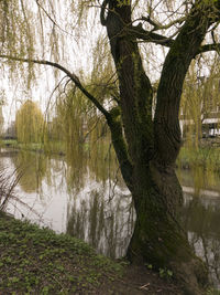 Trees growing in lake