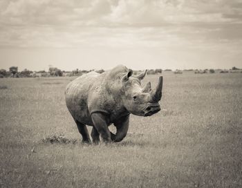 Southern white rhino