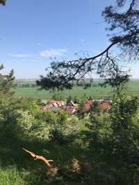 View of plants on field against sky