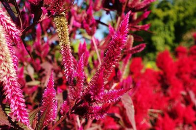 Close-up of red flowers on tree