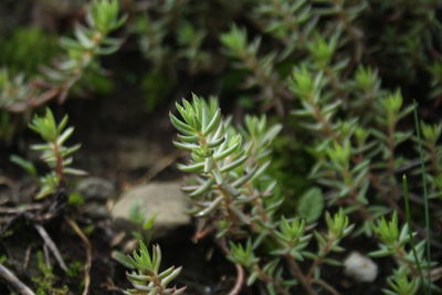 Close-up of fresh green plant