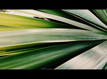 Close-up of green leaf