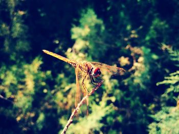 Close-up of dragonfly flying