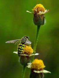 Close-up of honey bee on white flower