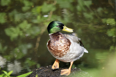 Close-up of bird perching on lake