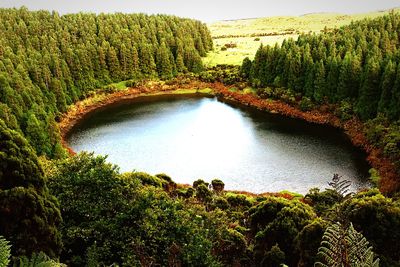 High angle view of river amidst trees in forest