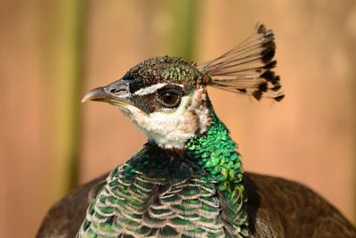 Close-up of peacock