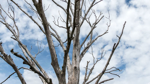 Low angle view of bare tree against sky