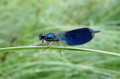 Close-up of damselfly on leaf