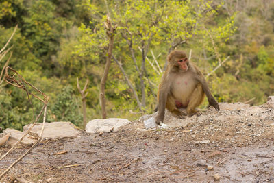 Monkey sitting on tree