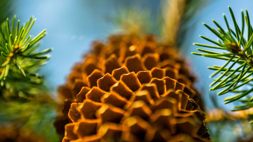 Close-up of fresh yellow plant