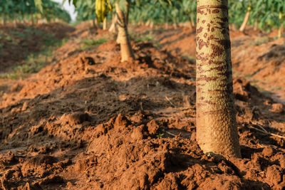 Close-up of a tree trunk in the forest