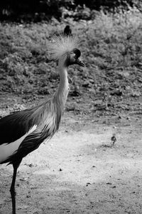 Side view of a bird