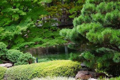 Plants and trees in park