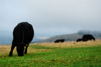 Horse grazing in a field