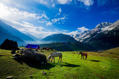 Horses standing on mountain during sunny day